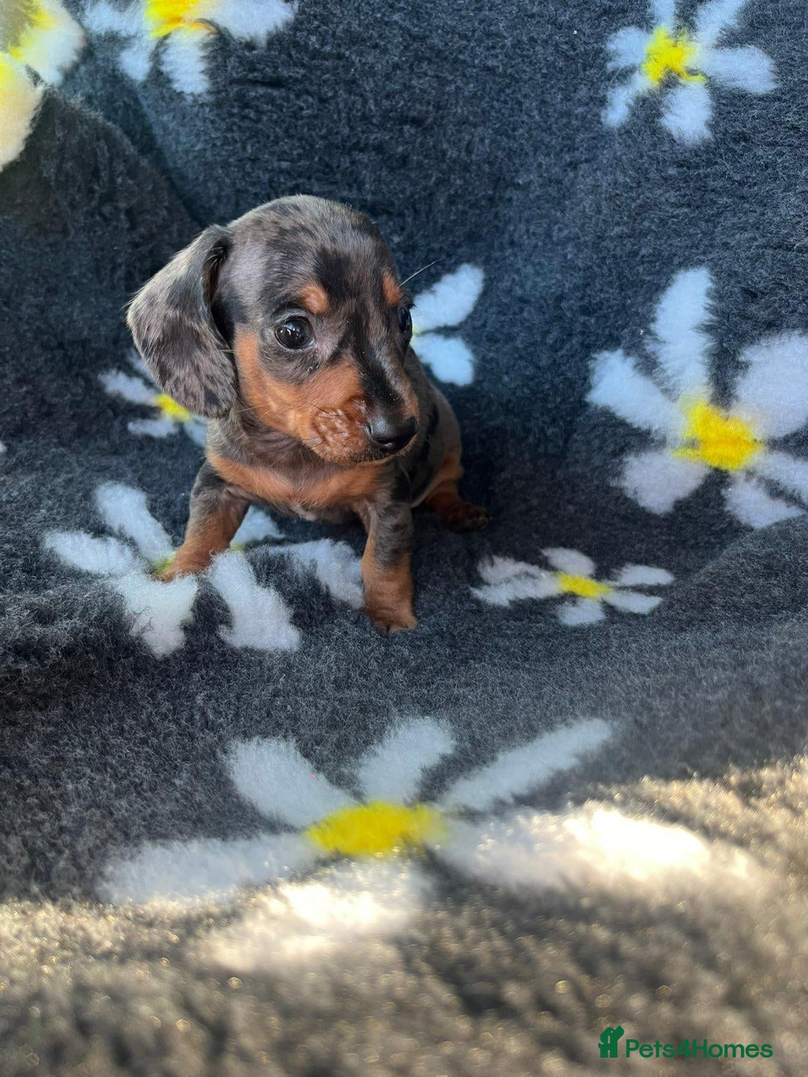 Miniature Dachshund dogs for sale: Dachsund puppies READY NOW - Advert 2