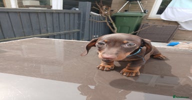 Miniature Dachshund dogs - Advert 1