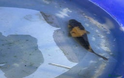 Koi Carp fish for sale: Koi for sale - Image 10