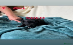 Mixed Breed dogs for sale: Old Tyme English Bulldog x Sproodle Puppies - Image 30