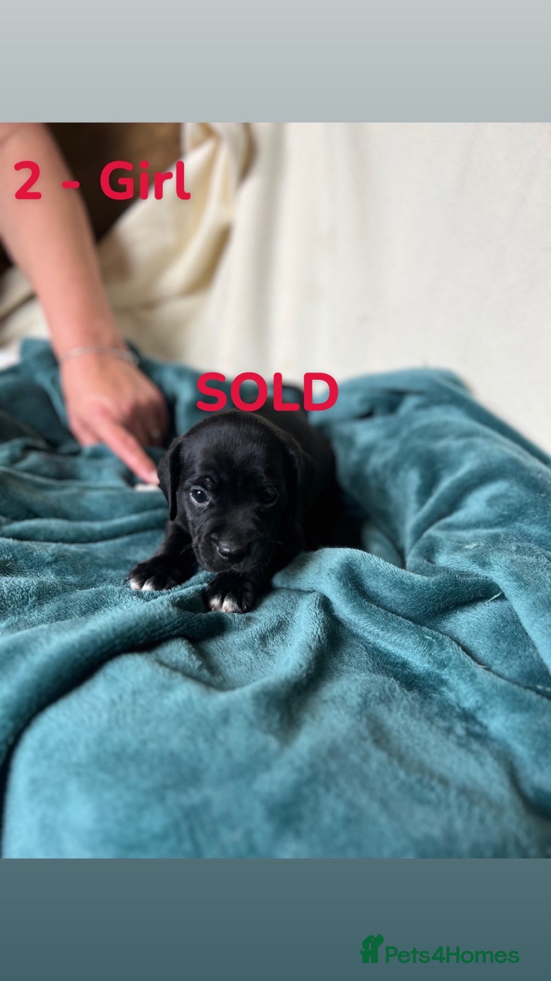 Mixed Breed dogs for sale: Old Tyme English Bulldog x Sproodle Puppies - Image 30