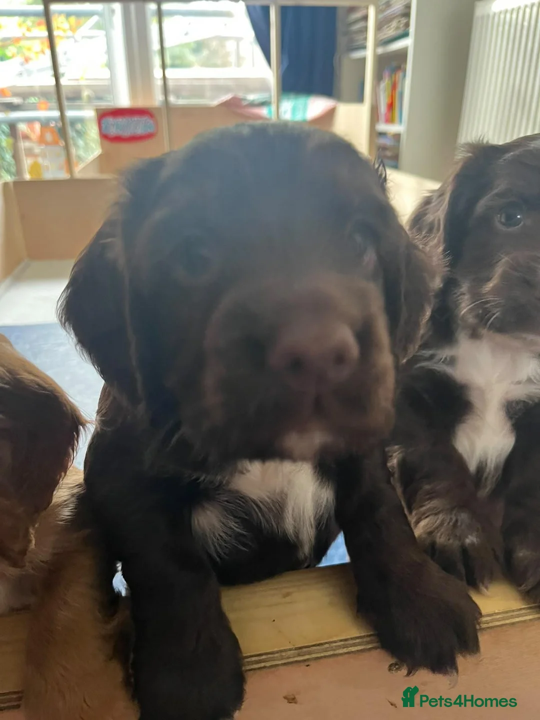 Cocker Spaniel dogs for sale: Cocker Spaniel Puppies in London - Advert 10