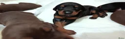 Dobermann dogs for sale: Dobermann puppies - Advert 39