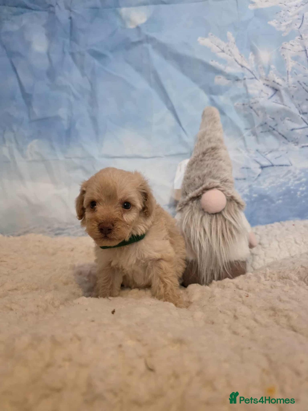 Miniature Poodle dogs for sale: One wee boy 💙READY NOW  - Advert 10