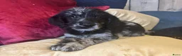 Labradoodle dogs for sale: Toy Labradoodle Puppies - Ready Now!  - Advert 14