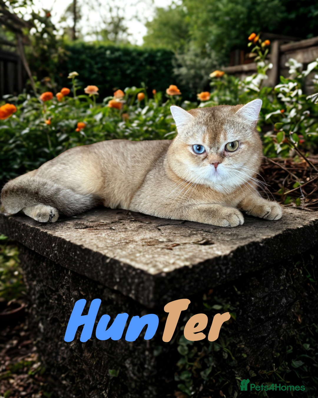 British Shorthair cats for sale: Beautiful GCCF kittens from champion lines  - Image 17