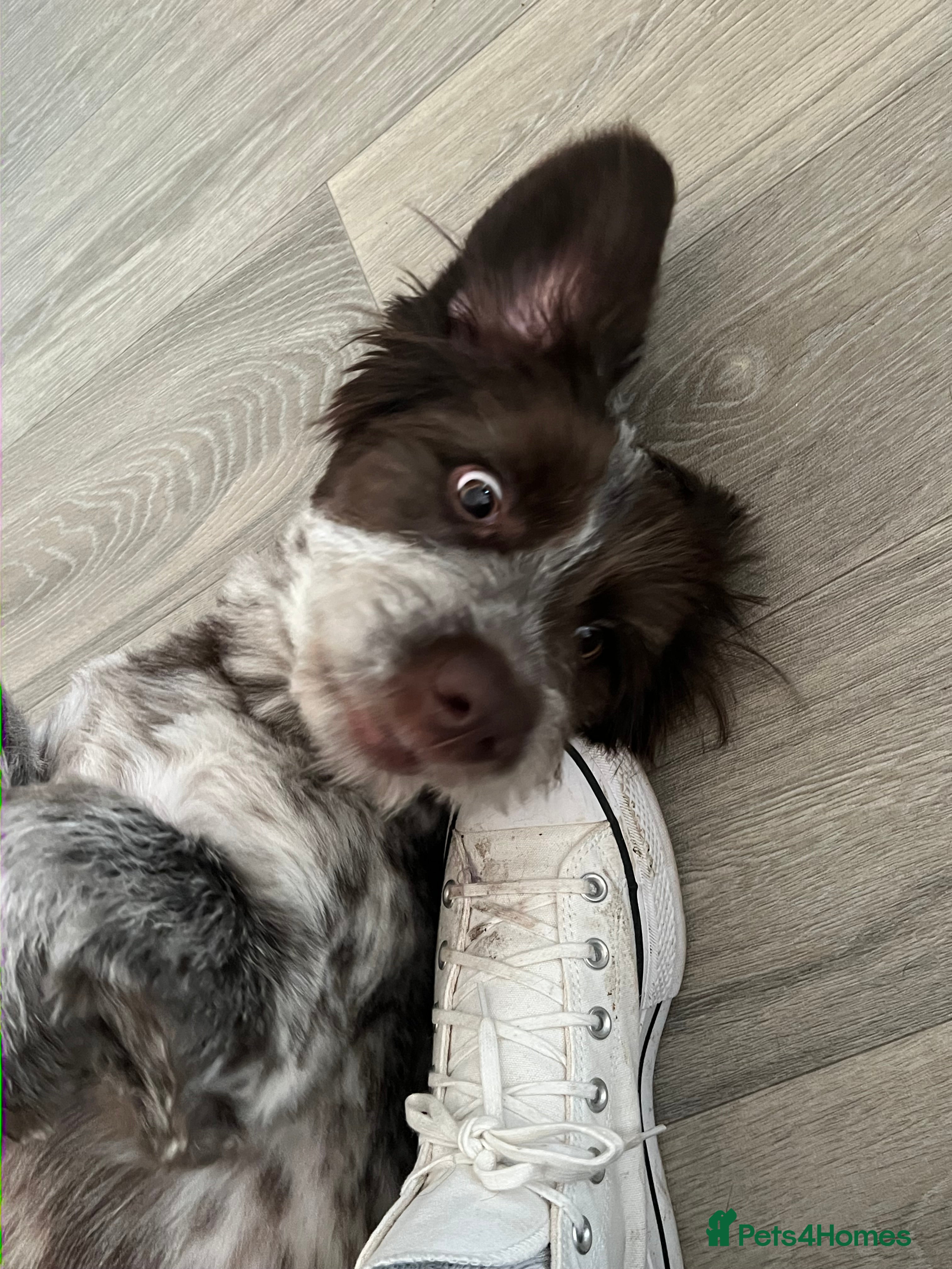 Cockapoo dogs Beautiful nala speingerpoo  - Advert 1