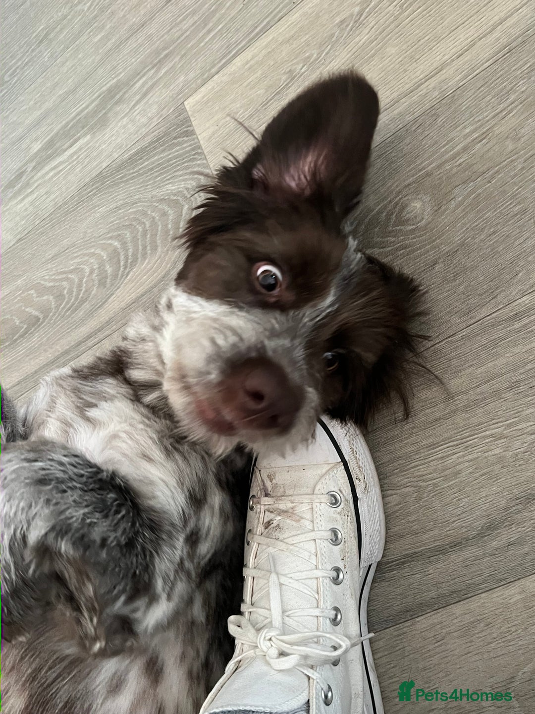 Cockapoo dogs for sale: Beautiful nala speingerpoo  - Advert 1