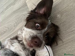 Cockapoo dogs Beautiful nala speingerpoo - Advert 1