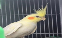 Cockatiels birds for sale: Cockatiel - Image 2
