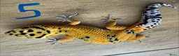 Leopard Gecko reptiles for sale: Leopard geckos - Advert 5