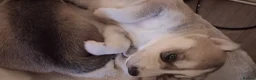 Siberian Husky dogs for sale: Sandra  - Advert 8