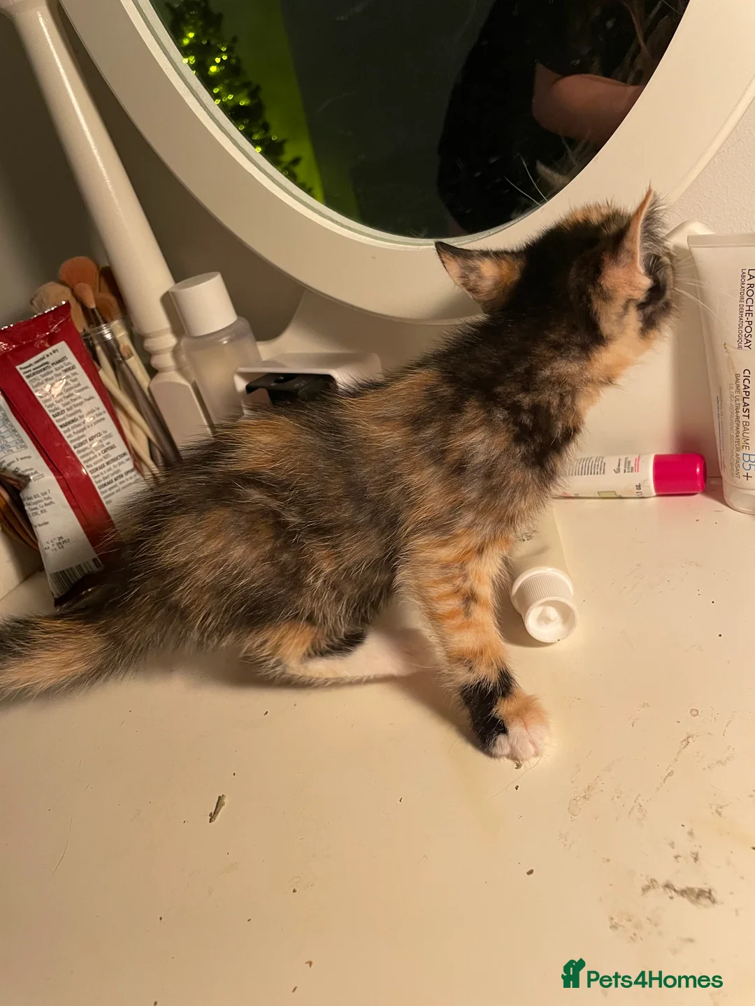 Mixed Breed cats for sale: Colourful kittens looking for home 🩷 - Advert 14