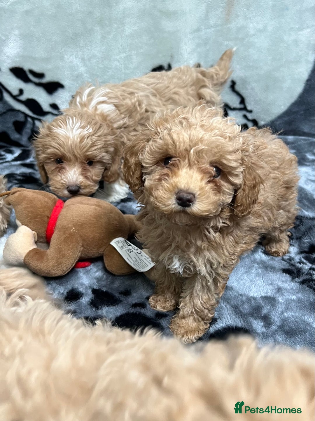 Maltipoo dogs for sale: 🥰Adorable F1 Maltipoo Puppy’s🥰 - Advert 2