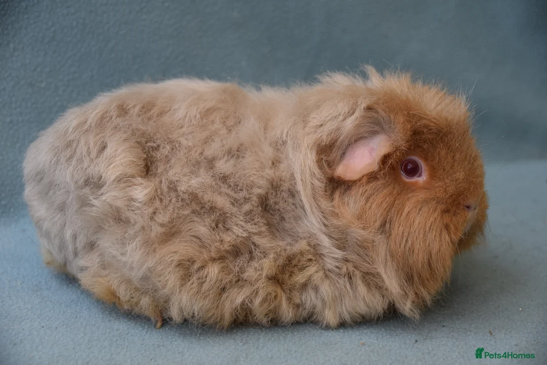 Guinea Pig rodents for sale: Longhared guinea pigs sows (2-3.5 years old) - Advert 10