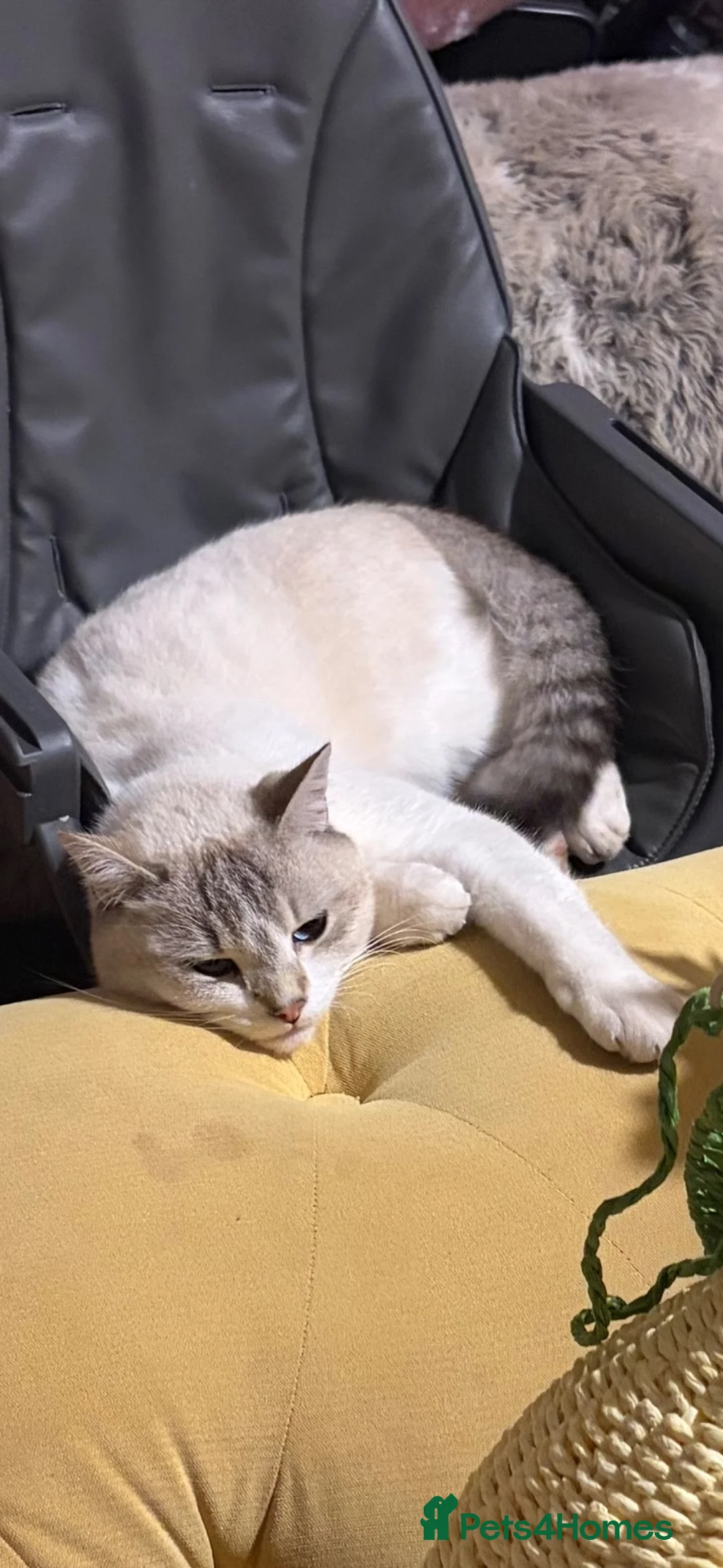 British Shorthair cats for sale: Scottish fold for rehoming  - Advert 6