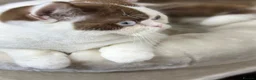 British Shorthair cats for sale: Blue Eyed BSH beauty - Advert 4