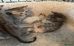Savannah cats for sale: Beautiful little leopard Savannah  - Advert 12