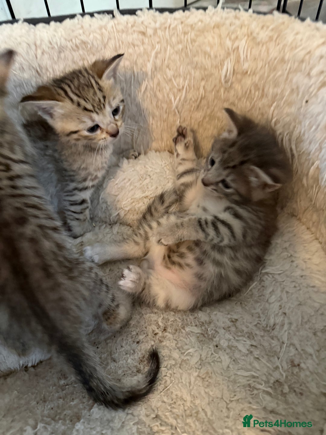 Savannah cats for sale: Beautiful little leopard Savannah  - Advert 12