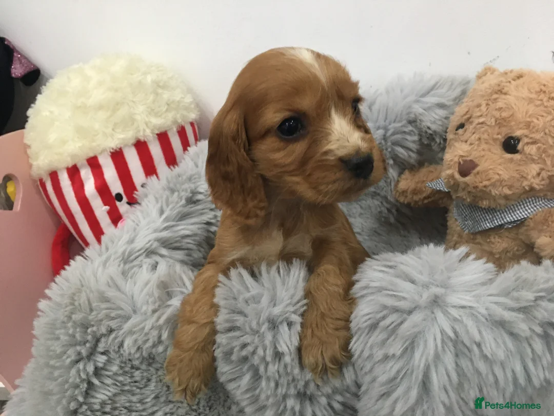Cocker Spaniel dogs for sale: Show type cocker spaniel now ready to leave in Daventry - Advert 1