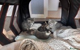Domestic Shorthair cats for sale: Beautiful kittens.  - Image 1