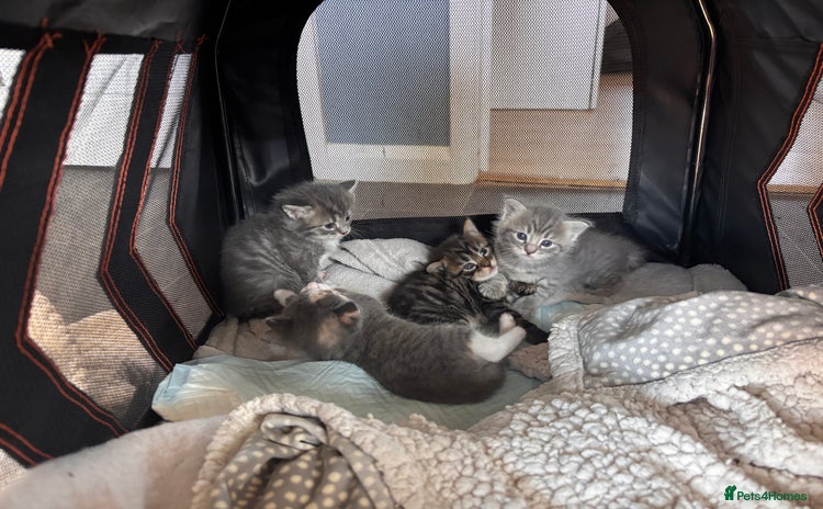 Domestic Shorthair cats - Advert 4