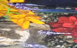 Mollies fish for sale: Hybrid Dalmatian Mollies £2 each/£10 for 6 - Image 1