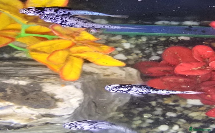 Mollies fish - Advert 1