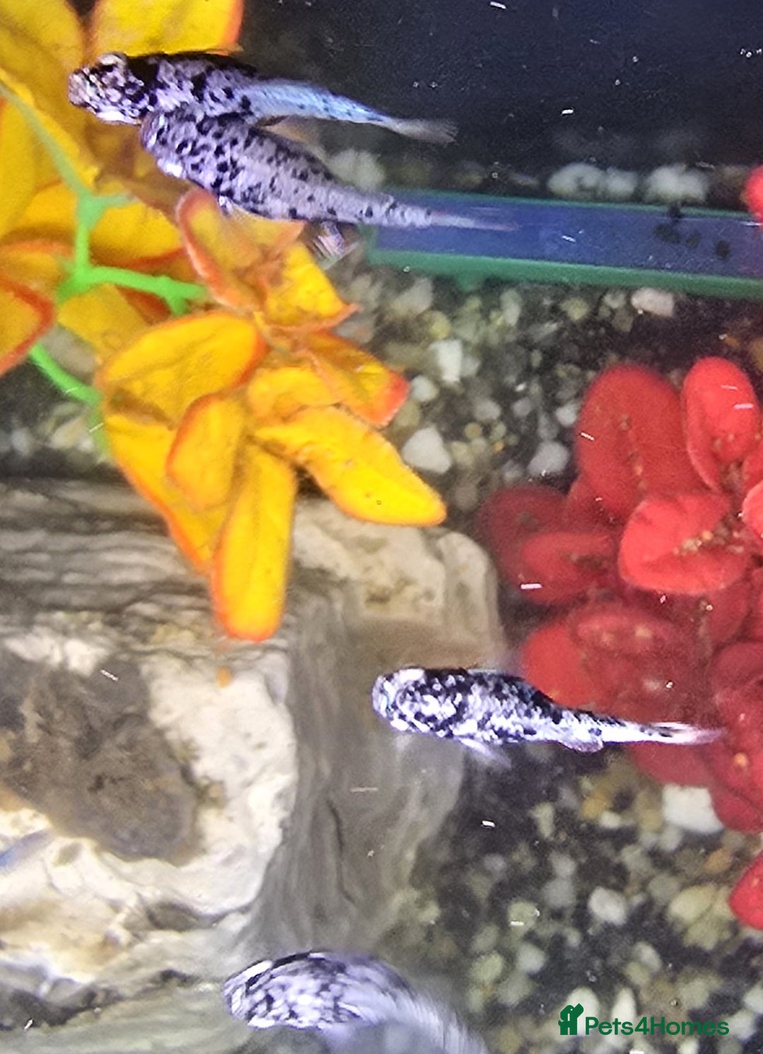 Mollies fish for sale: Hybrid Dalmatian Mollies £2 each/£10 for 6 - Image 1