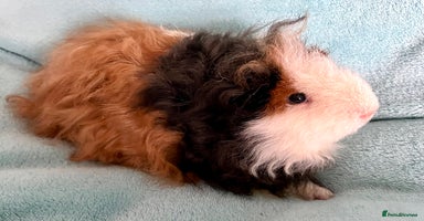 Guinea Pig rodents - Advert 3