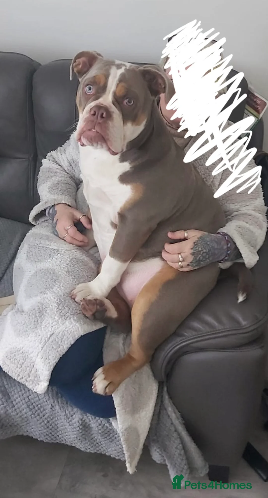 Dorset Olde Tyme Bulldogge dogs for sale: Female Dorsett Olde English Bulldogge - Advert 2