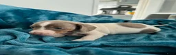 Miniature Dachshund dogs for sale: Lilac piebald miniature dachshund puppies  - Advert 5