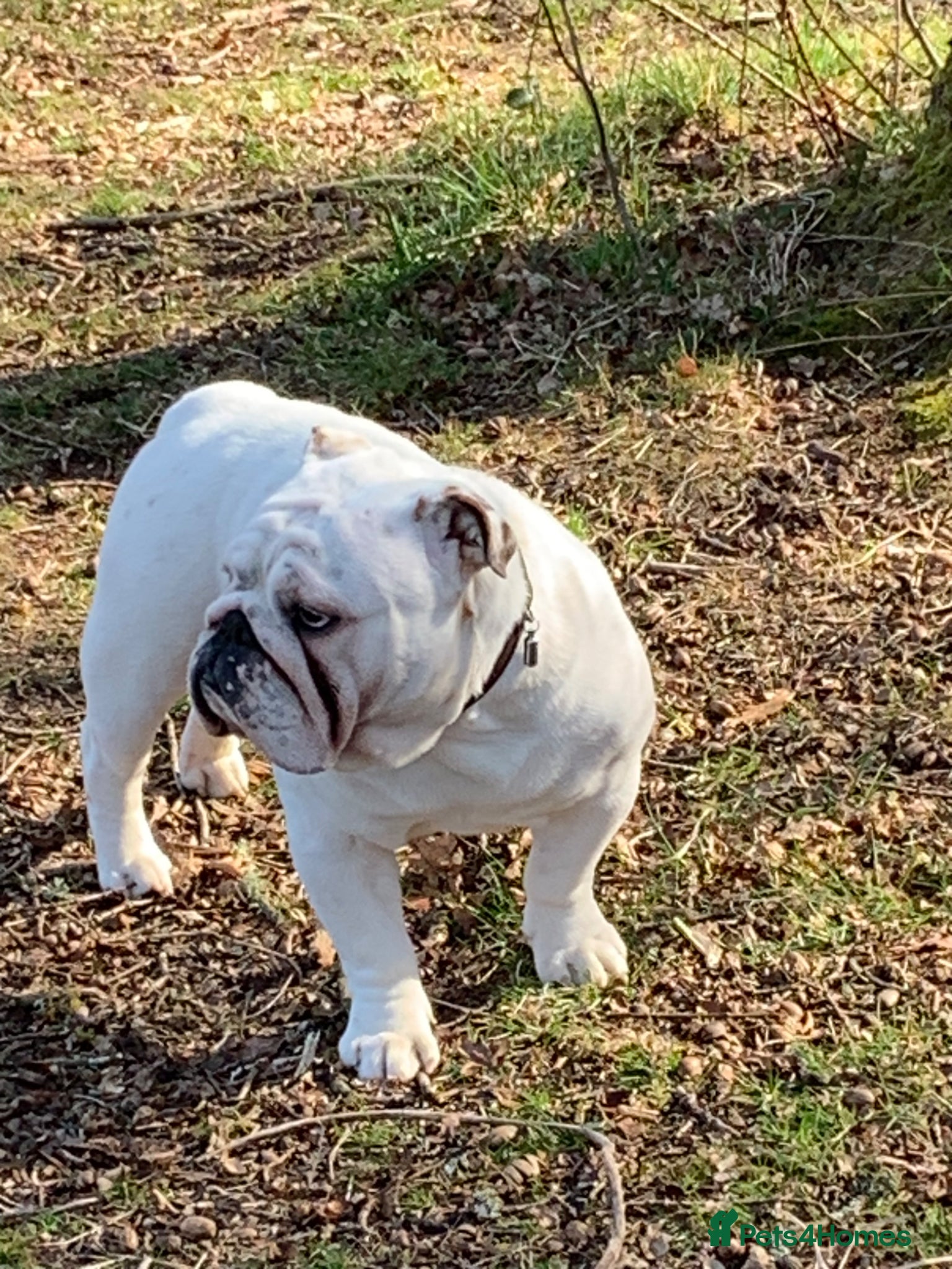 English Bulldog dogs Monty - Advert 1