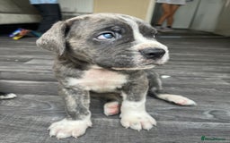 Cane Corso dogs for sale: Purebred Cane Corso puppies  - Image 27