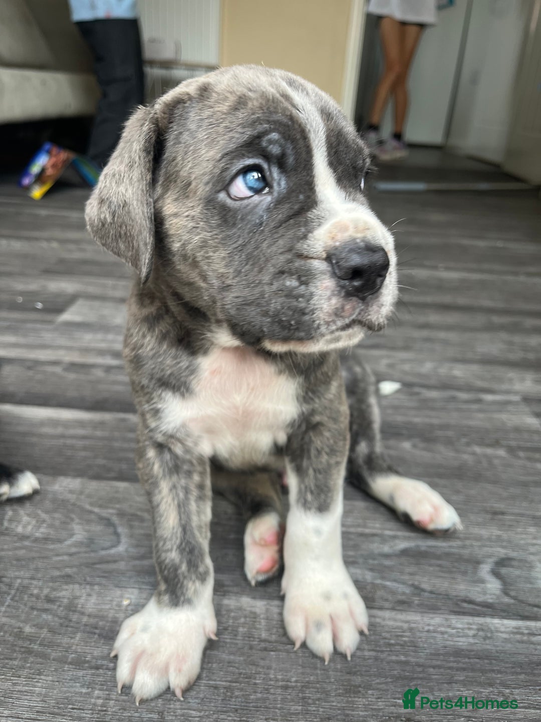 Cane Corso dogs for sale: Purebred Cane Corso puppies  - Image 27