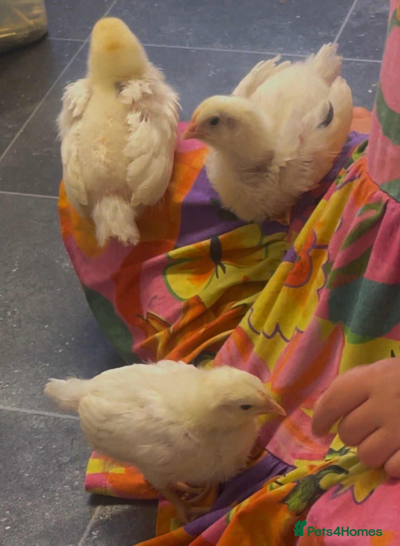 Chickens poultry White leghorn chicks - Advert 1