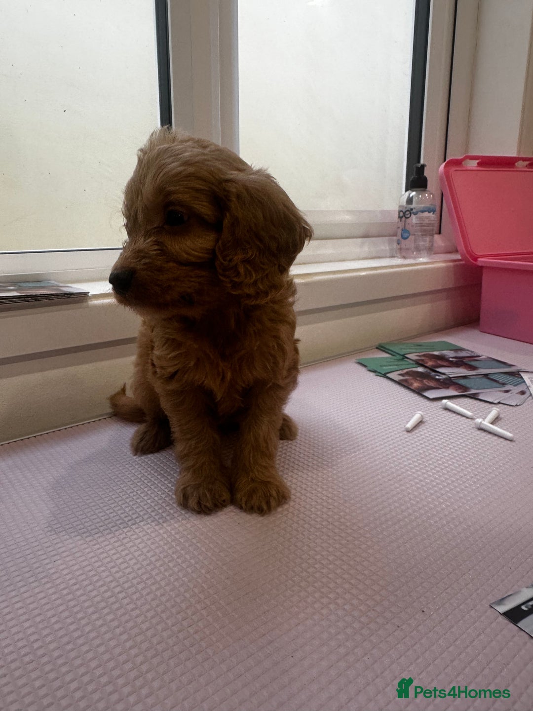 Cockapoo dogs for sale: F1 cockapoo puppies ♥️💙 - Image 6