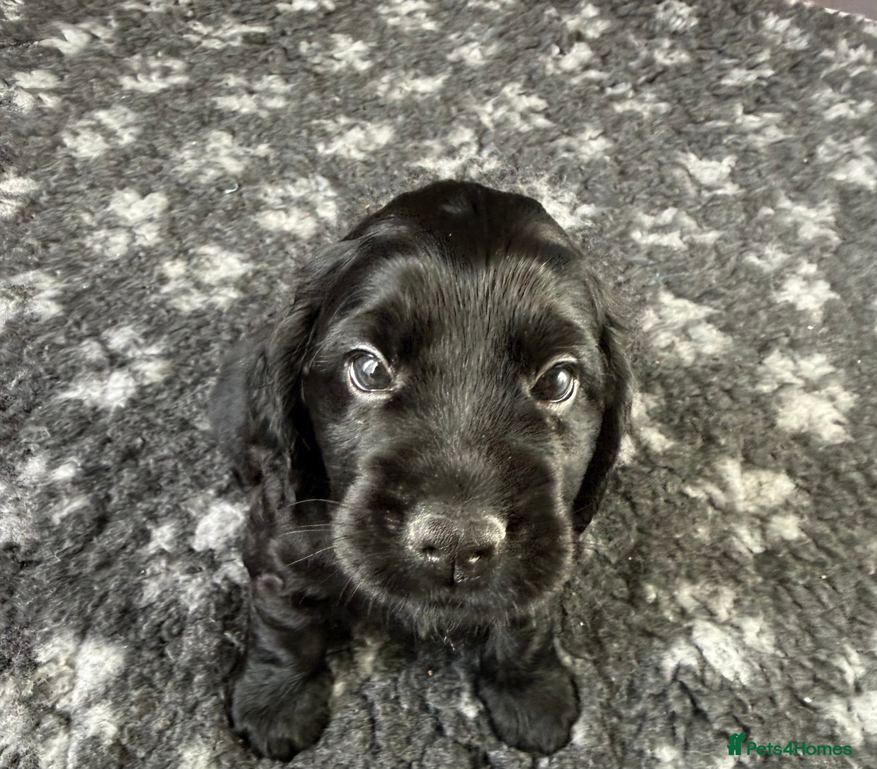 Cocker Spaniel dogs Chunky Show Cocker Spaniel Puppies  - Advert 11