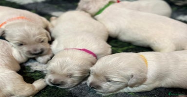 Golden Retriever dogs - Advert 12