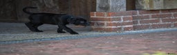 Cane Corso dogs for sale: Elite cane corso puppies  - Advert 25