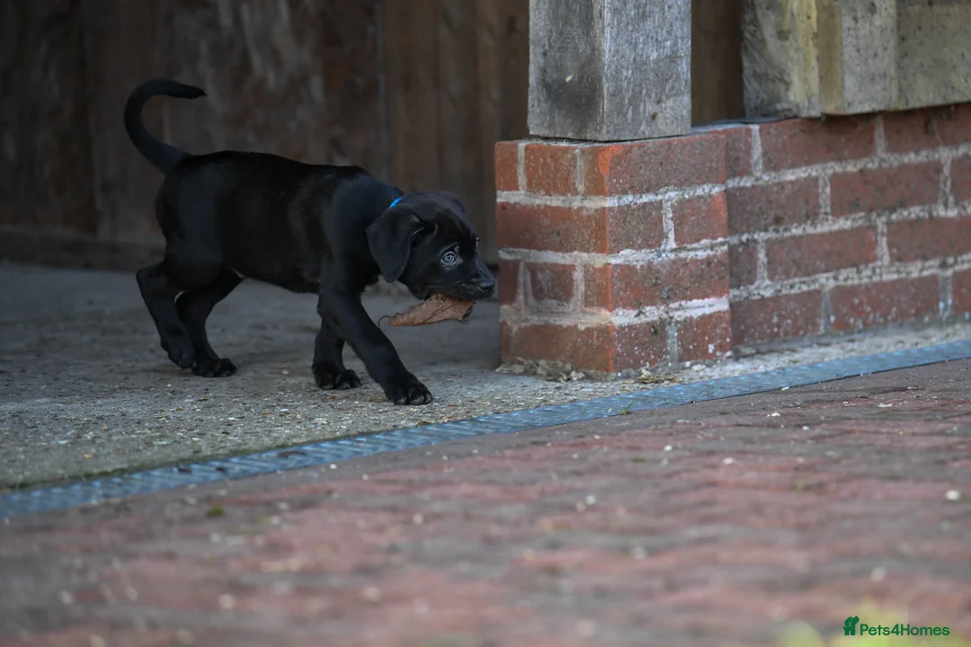 Cane Corso dogs for sale: Elite cane corso puppies  - Advert 25