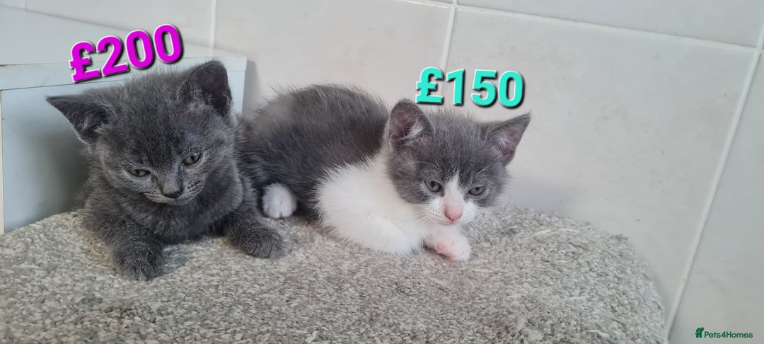British Shorthair cats for sale: Beautiful Blue British Shorthair Kittens - Image 1