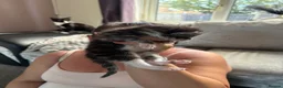 Domestic Shorthair cats for sale: 6 boys, 5 x  silver tabby 1 x black and white in Doncaster - Advert 7