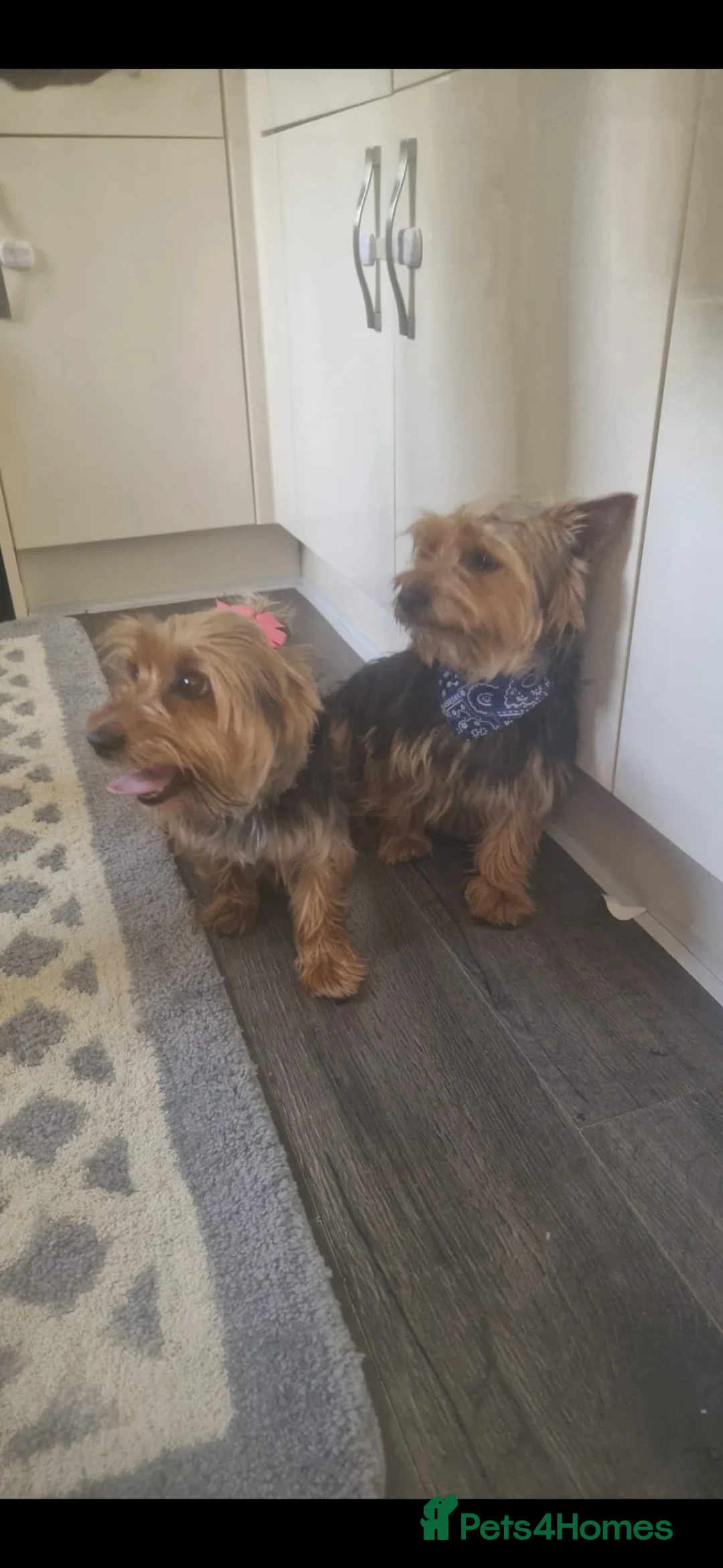Yorkshire Terrier dogs for sale: Yorkshire terrier pups  in Tunbridge Wells - Advert 14