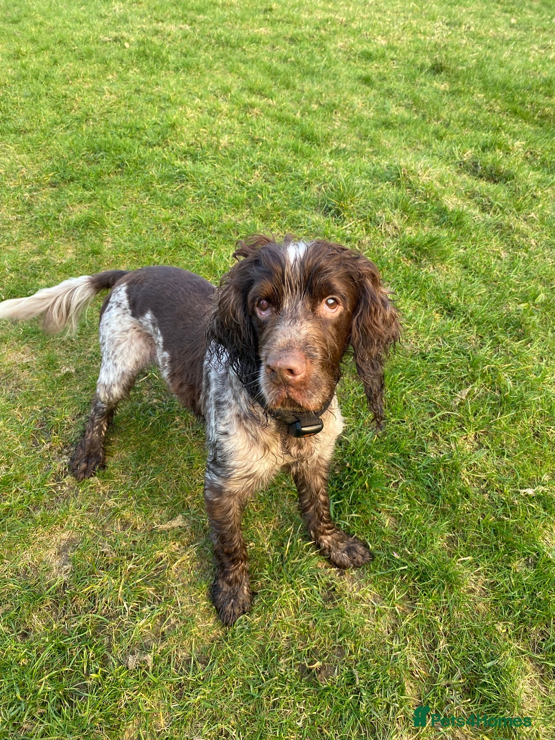 Cocker Spaniel dogs for stud: Beautiful friendly cocker spaniel, Jordan - Advert 2