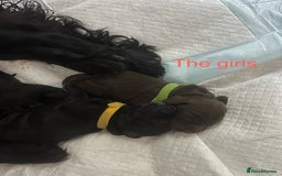 Cocker Spaniel dogs for sale: 🐾Working cocker spaniel puppies🐾 - Image 3