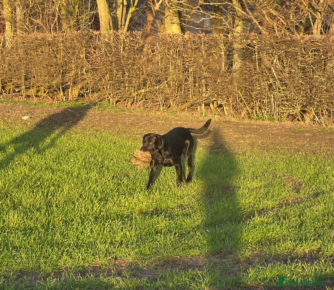 Labrador Retriever dogs for stud: Sabo fully health tested working and proven. in Withernsea - Advert 2