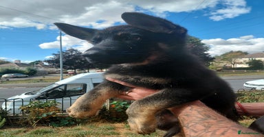 German Shepherd dogs - Advert 8