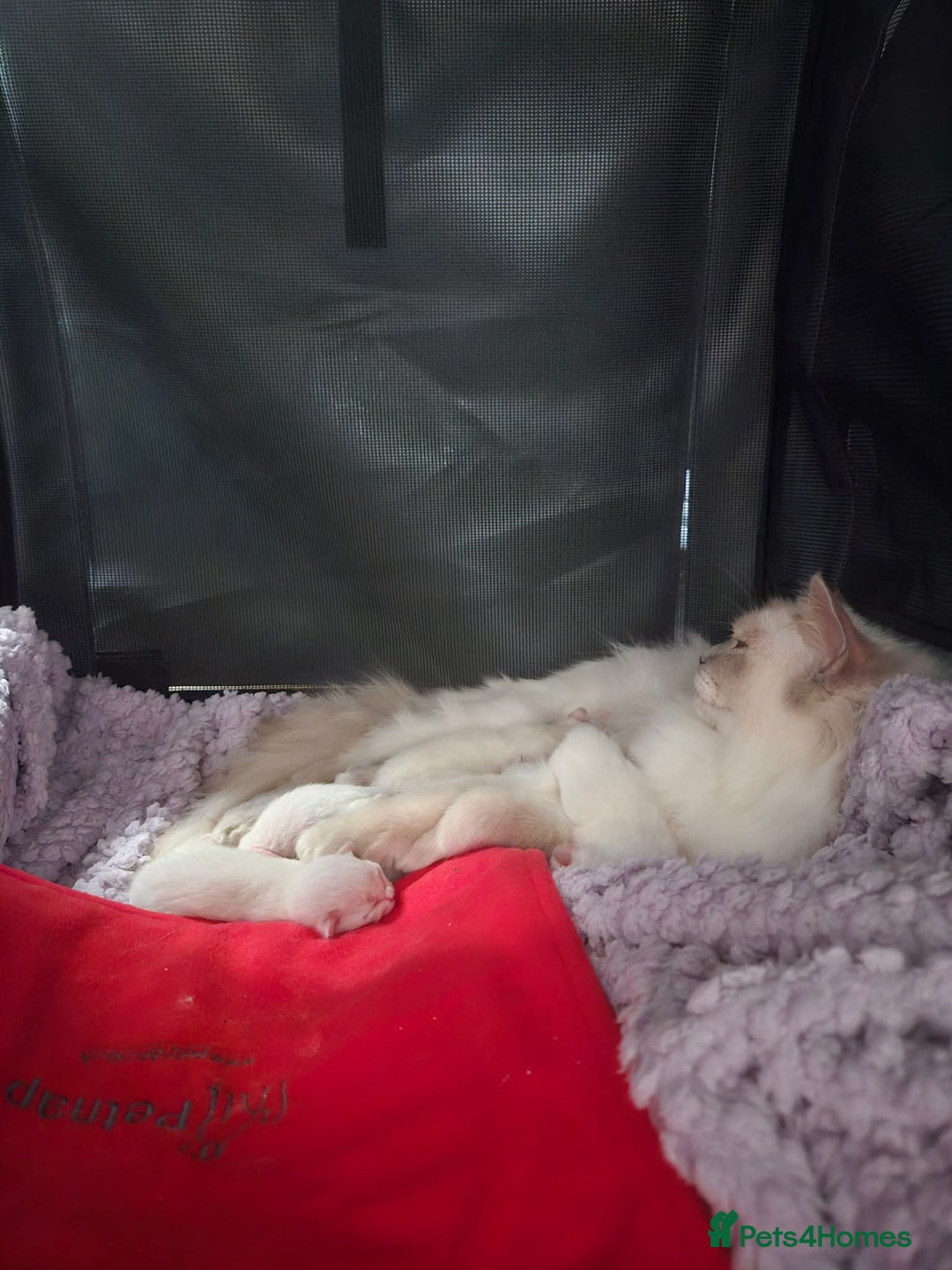 Ragdoll cats for sale: Stunningggg lilac tabby - Image 6