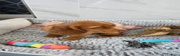 Cocker Spaniel dogs for sale: Beautiful Working Cocker Spaniels - Advert 12